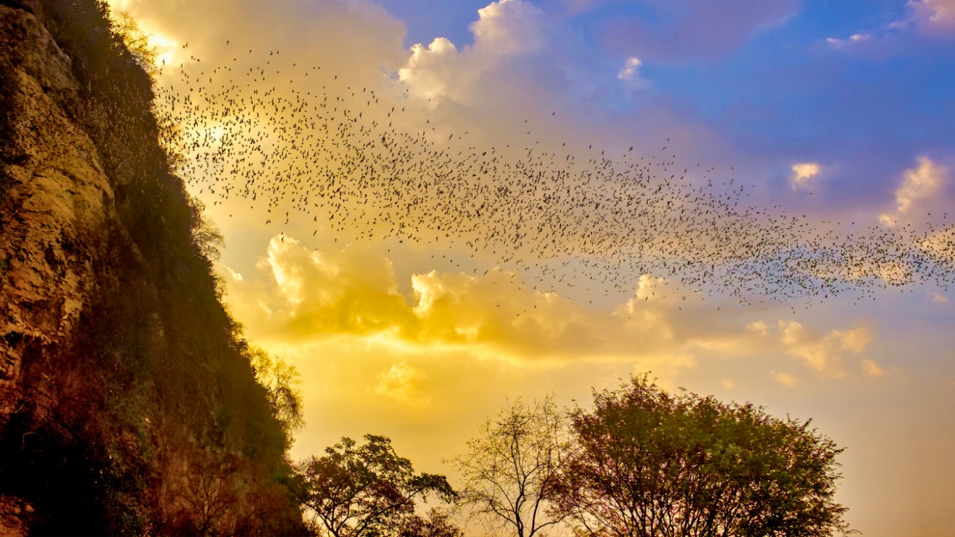 Bat Cave in Battambang