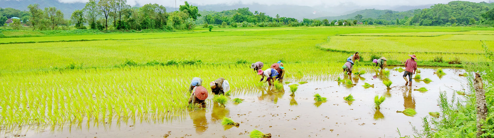 The heaven of tropical fruits in Myanmar - Indochina Voyages