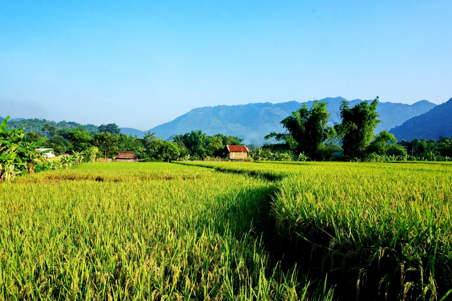 9 Spectacular Vietnam Rice Fields - Best Time to Visit and Must-Do ...