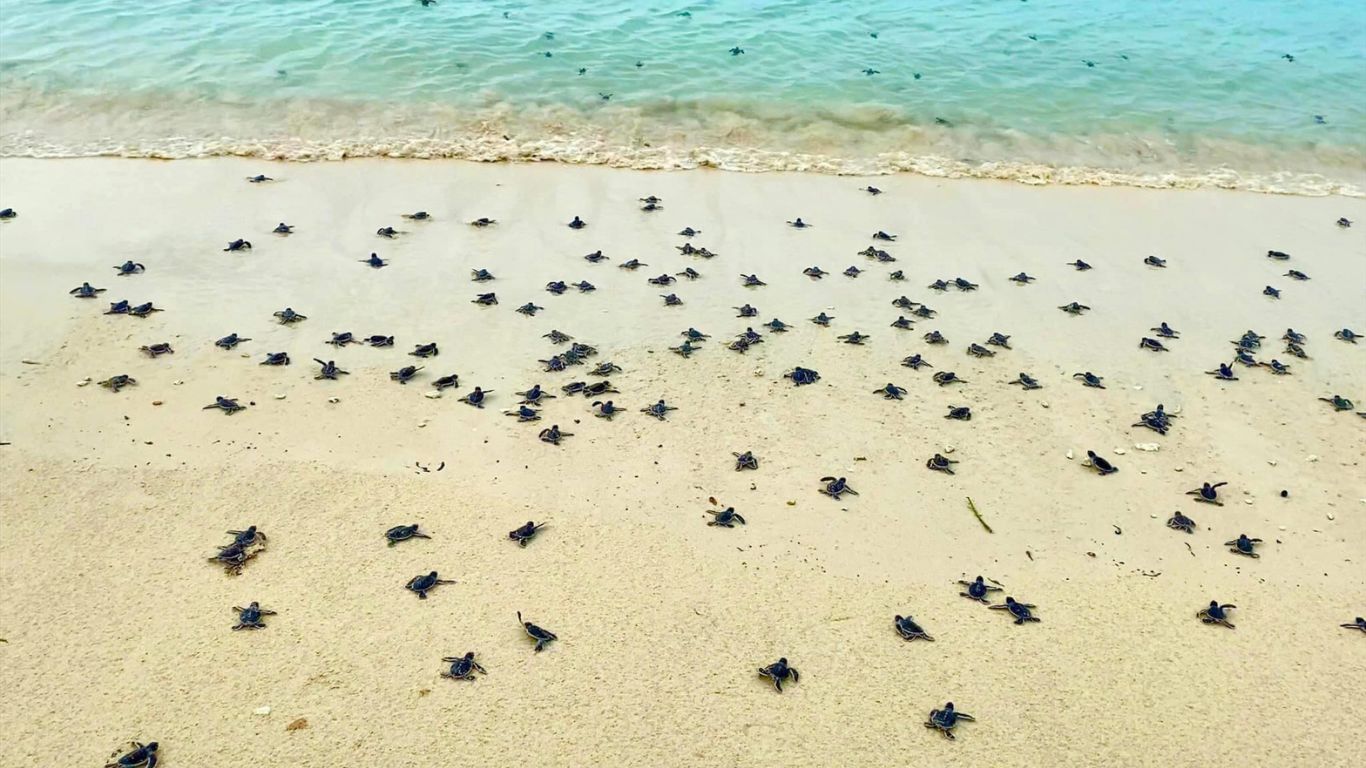 turtles laying eggs in Con Dao