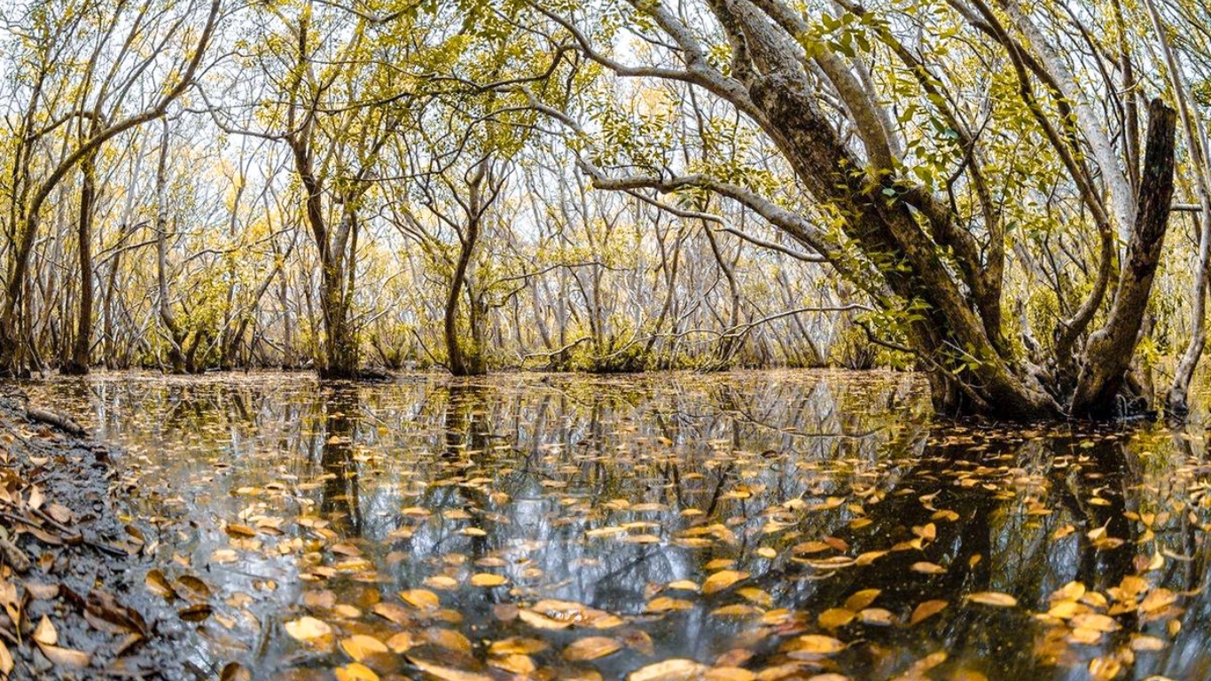 Fascinating Ru Cha mangrove forest