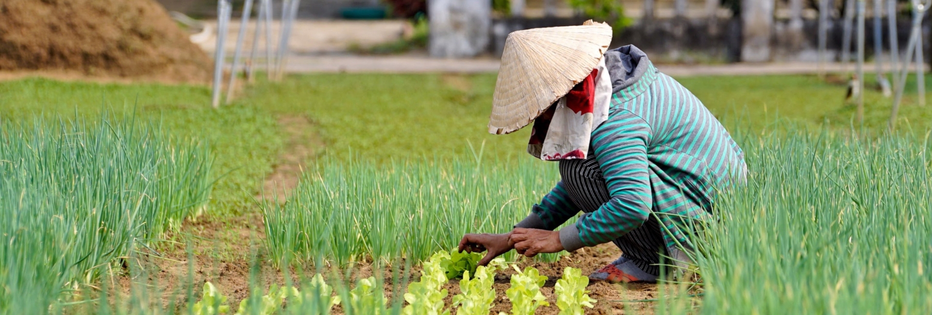 Tra Que Vegetable Village: All you need to know for the best farm experience in Hoi An