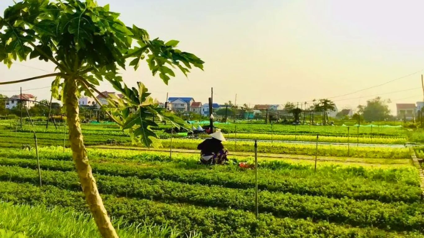 Tra Que Vegetable Village: All you need to know for the best farm experience in Hoi An