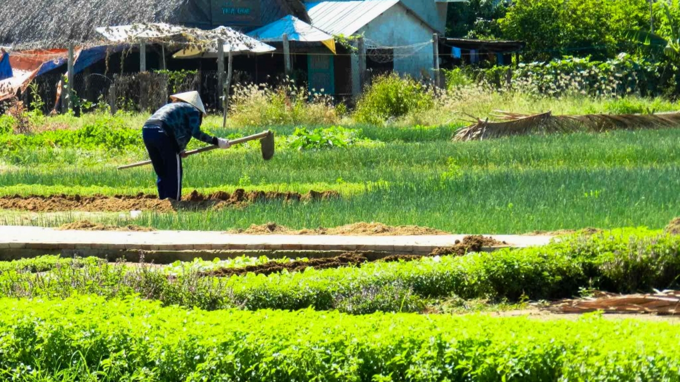 Explore daily life of locals in Tra Que Village