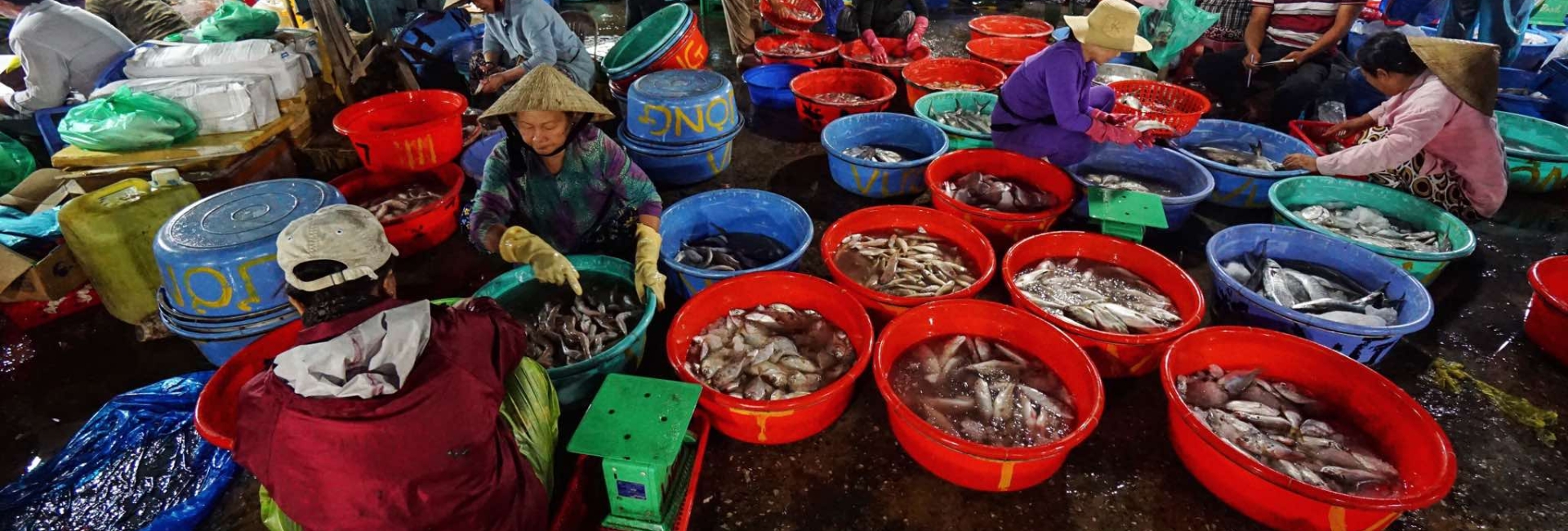 Hoi An Fish Market – Is it really worth rewarding the early morning effort?