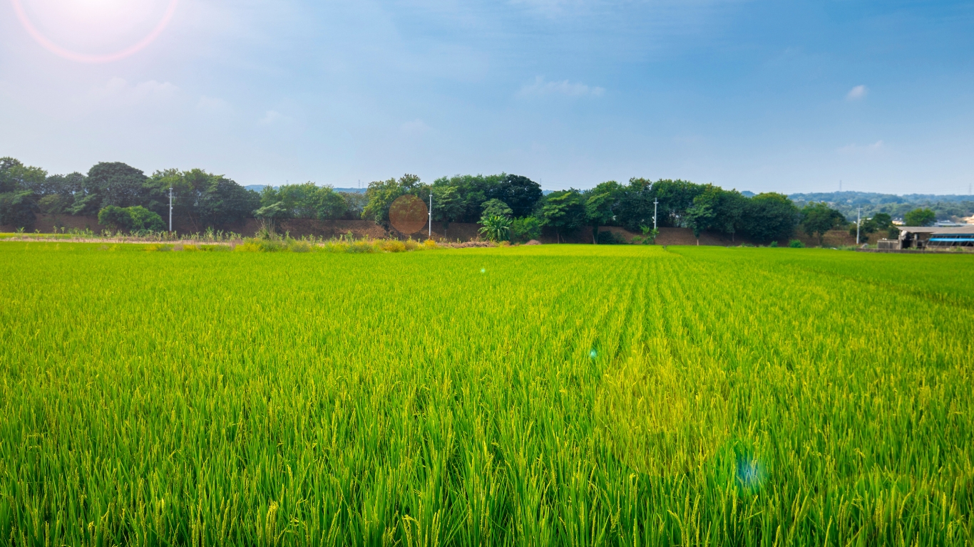 Lush Green season