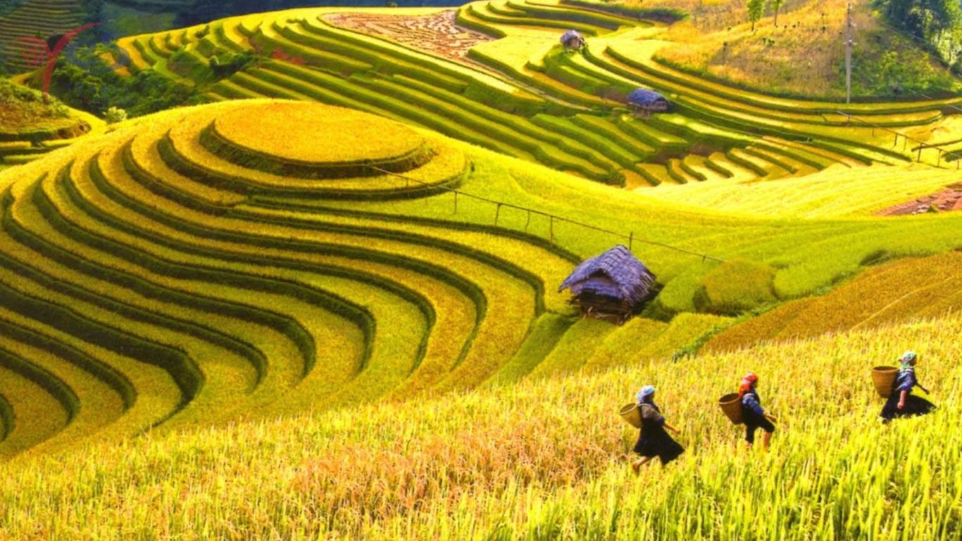 Golden rice terrace in autumn in mountain areas