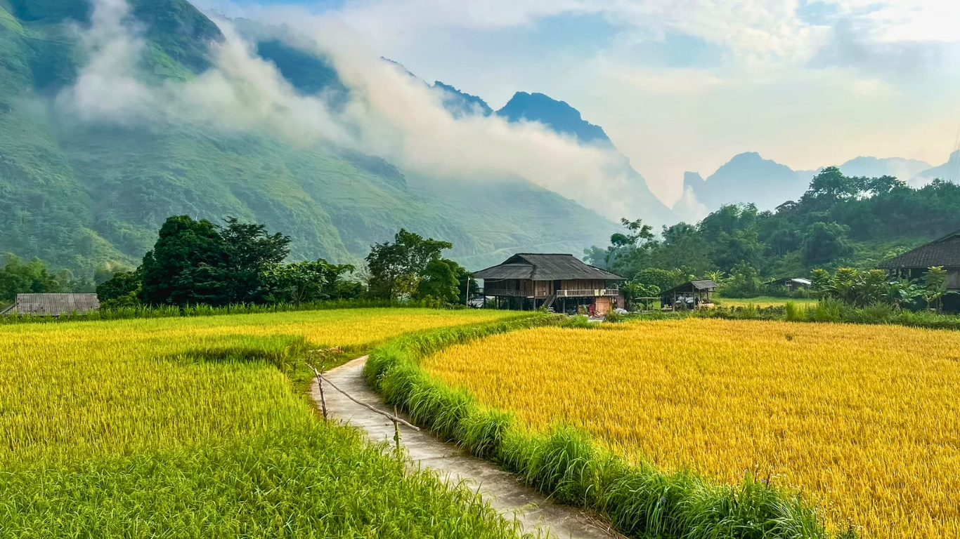 Beautiful rice terrace in Yen Minh